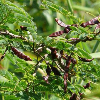 Shikakai Churna {షీకాకాయ చుర్ణము}