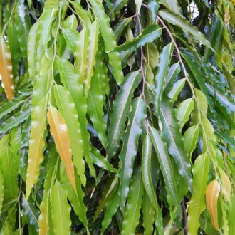 Ashoka Churna {అశోక చుర్ణము}