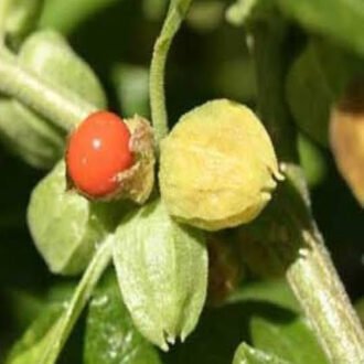 Ashwagandha Churna {అశ్వగంధ చుర్ణము}