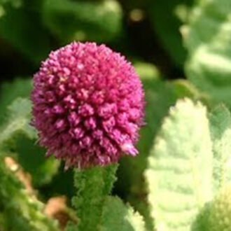 Bodataram Churna {బోడతరము చూర్ణము}