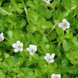 Brahmi Churna {బ్రహ్మి చుర్ణము}