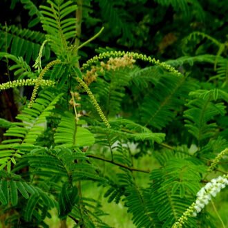 Khadira Churna {ఖాదిర చూర్ణము}