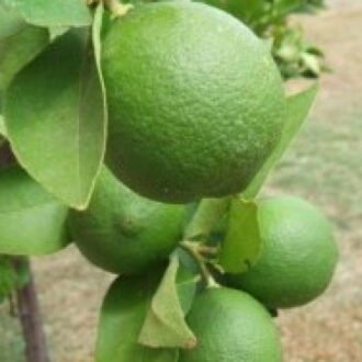 Lemonpeel Churna {నిమ్మతోక్కల చూర్ణము}