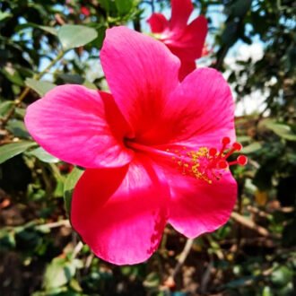 Mandhara Churna {మందార చూర్ణము}