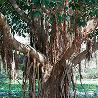 Marriudalu Churna {మఱ్ఱి ఊడల చూర్ణము}