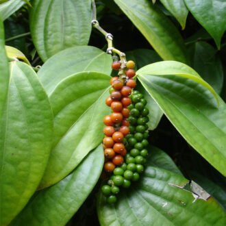 Miriyalau Churna {మిరియాల చూర్ణము}