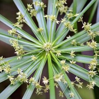 Nagarmotha Churna {తుంగముస్తల చూర్ణము}