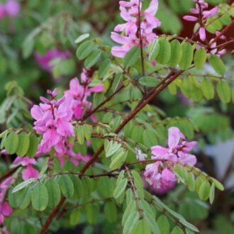 Neeli Churna {నీలి చుర్ణము}