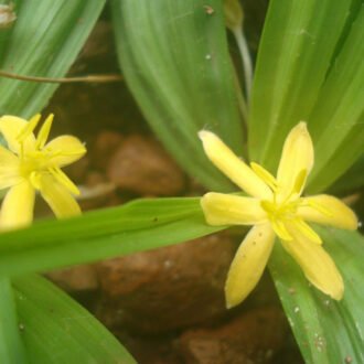 NelaTadi Churna {నేలతాడి చూర్ణము}