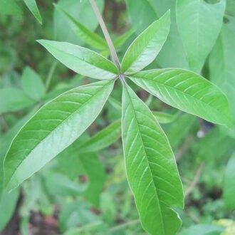 Nirgundi Churna {నిర్గుండి చుర్ణము}