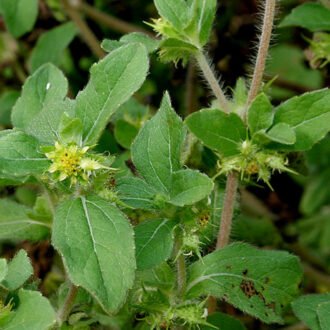 Palleru Churna {పల్లేరు చూర్ణము}