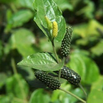 Pipallu Churna {పిప్పళ్ళ చూర్ణము}