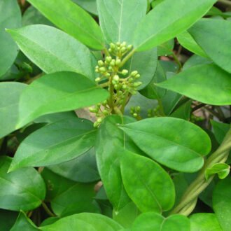 Podapatari Churna {పొడపత్రి చుర్ణము}