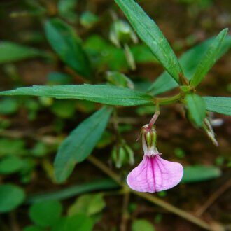RatnaPushpa Churna {రత్నపుష్ప చూర్ణము}