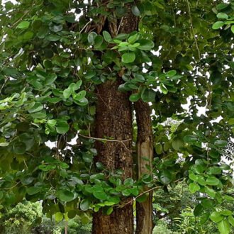 Redsandal Churna {ఎర్ర చందన చూర్ణము}