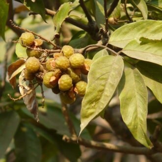 Ritha Churna {కుంకుడుకాయ చుర్ణము}