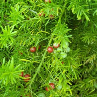 Satavari Churna {శతావరి చూర్ణము}