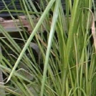 Useeraverlu Churna {వట్టివేర్లు చూర్ణము}