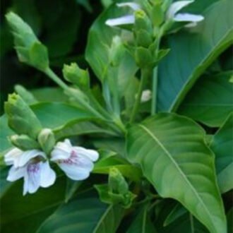 Vasaka Churna {అడ్డసారము చూర్ణము}