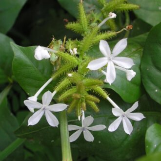 Chitramulam Churna {చిత్ర మూలము చూర్ణము}