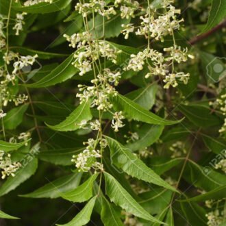 vepa Churna {వేప చూర్ణము}